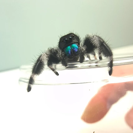 Regal jumping spider Omen, male