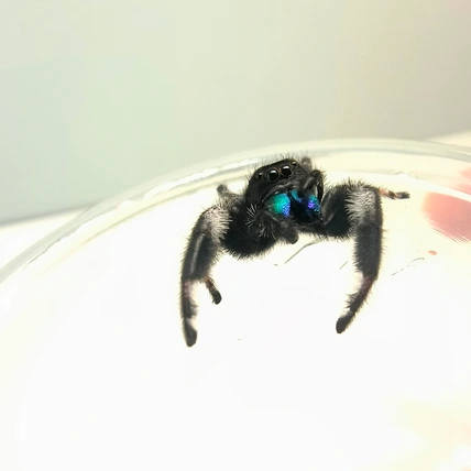 Regal jumping spider Greer, male