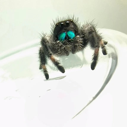 Regal jumping spider Wrek, male