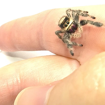 Regal jumping spider Cami, female
