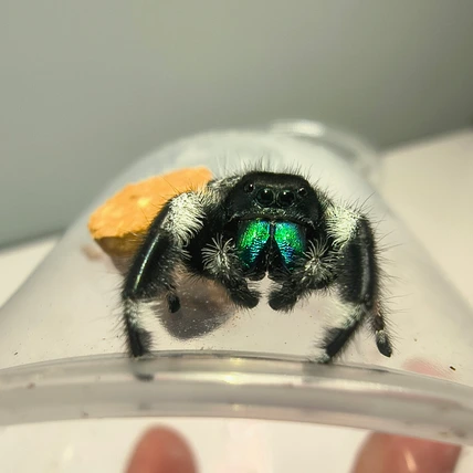 Regal jumping spider Bronco, male