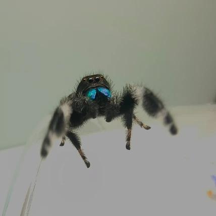 Regal jumping spider Winston, male