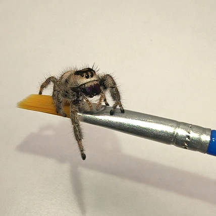 Sweetie, a regal jumping spider
