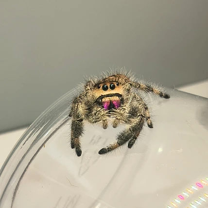 Donna, a regal jumping spider