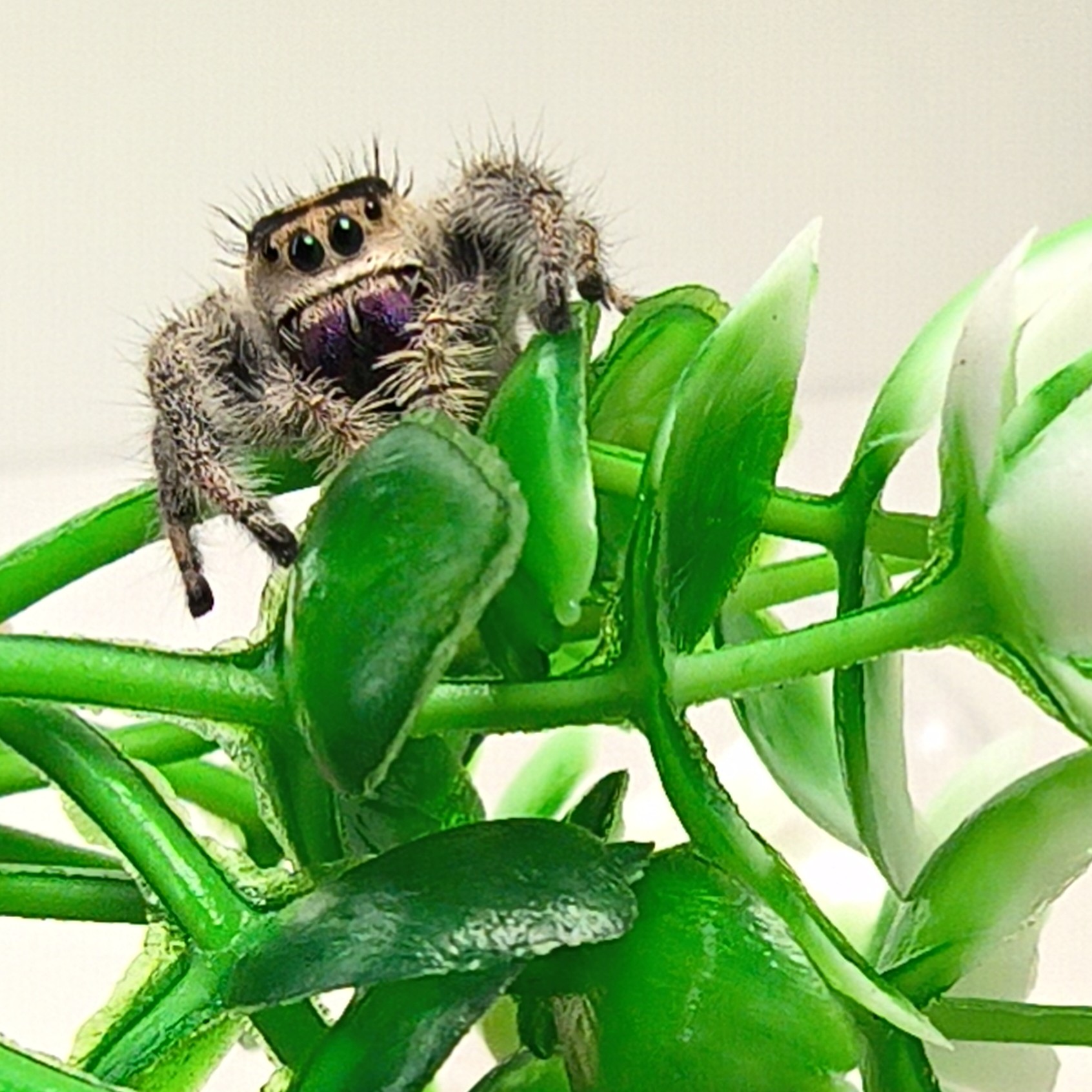 Ginny, a regal jumping spider