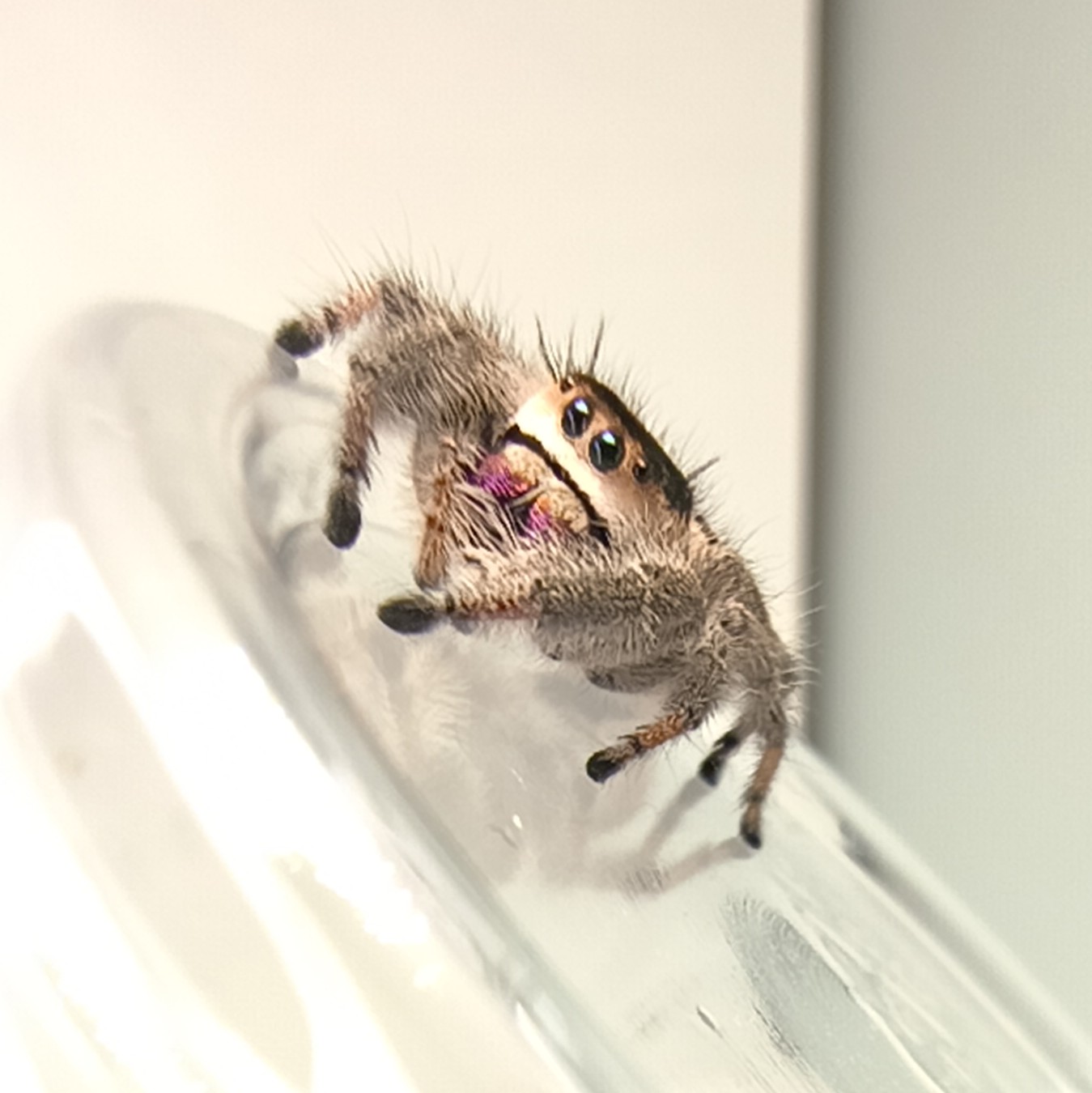 Rue, a regal jumping spider