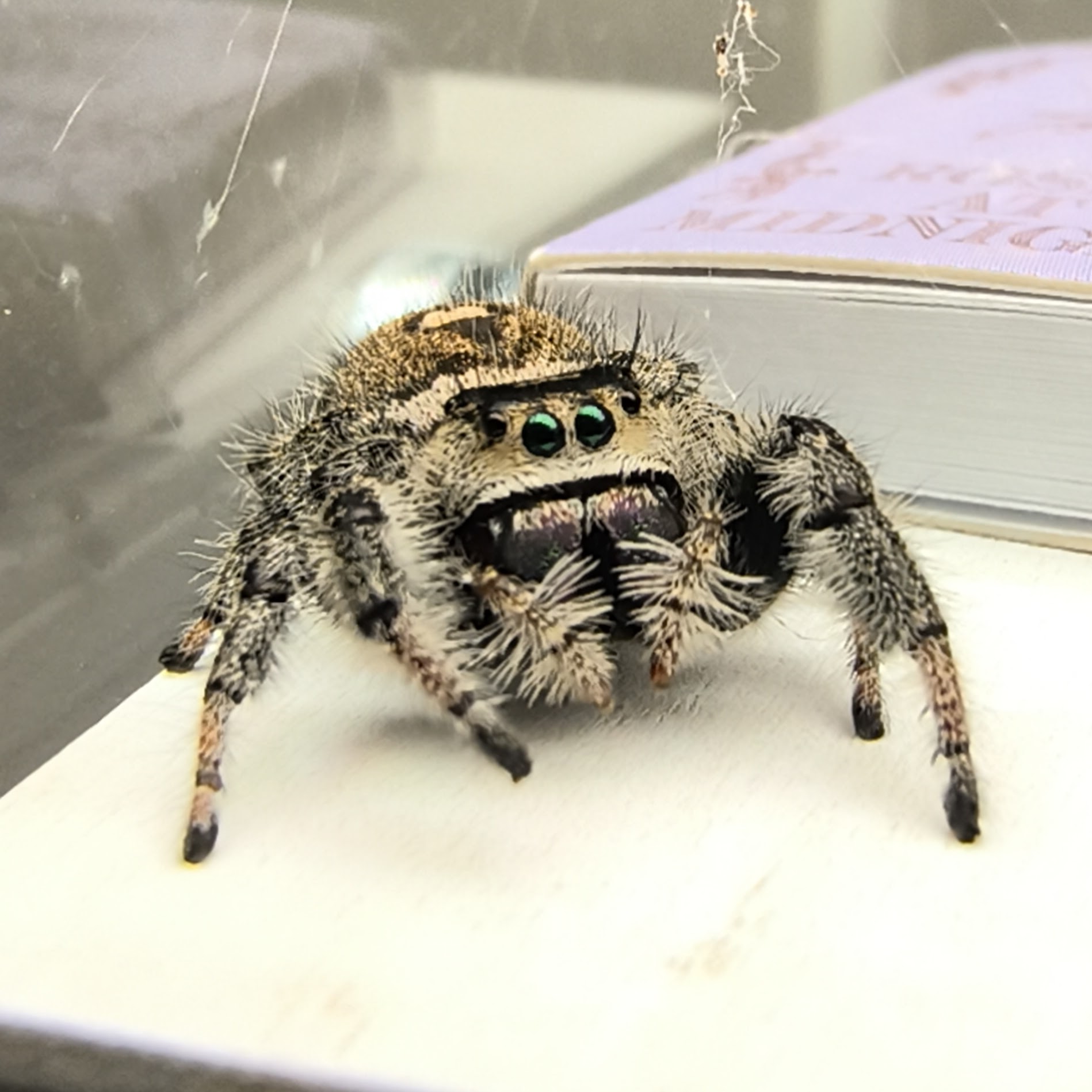 Camilla, a regal jumping spider