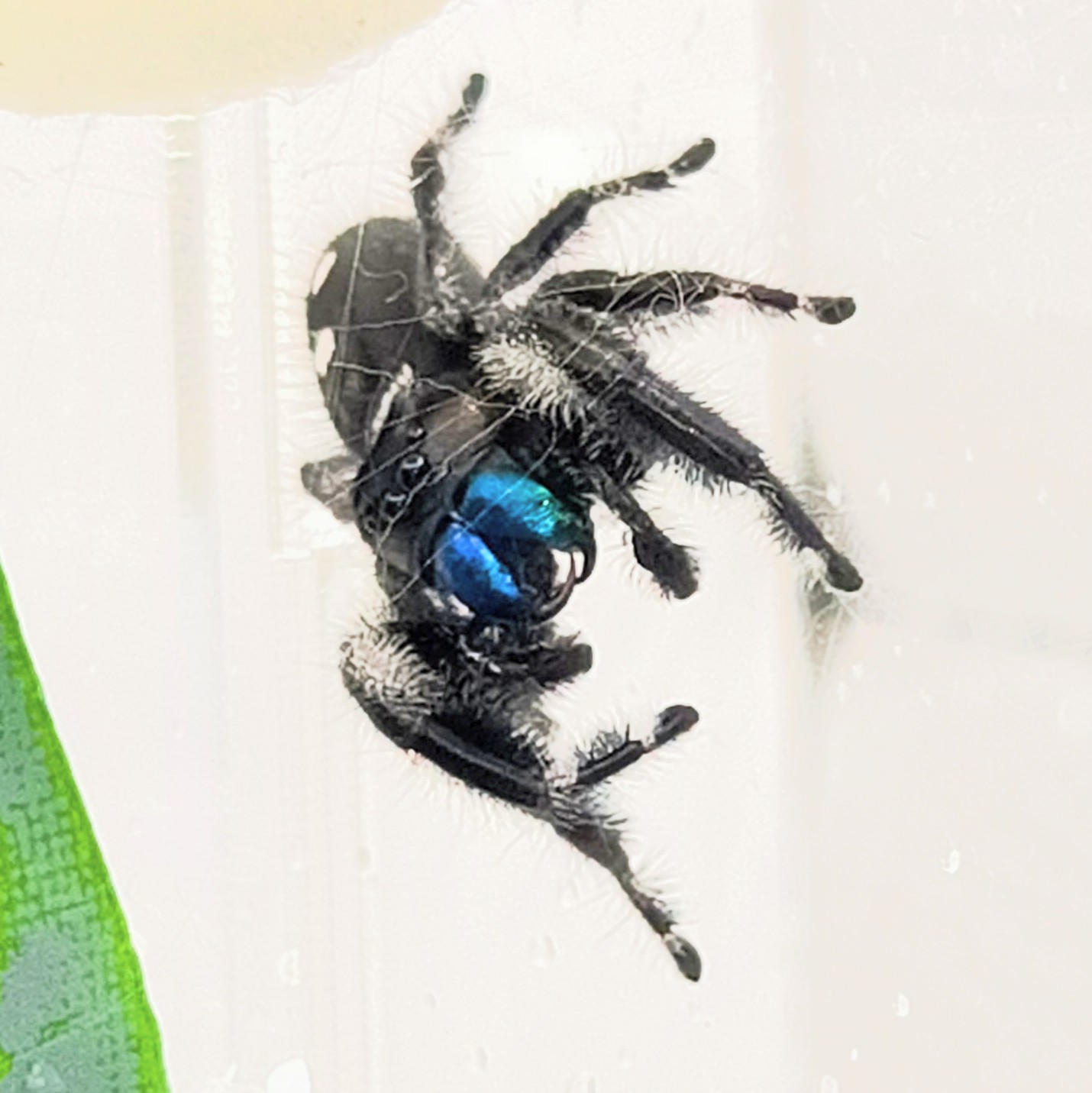 Hylos, a regal jumping spider