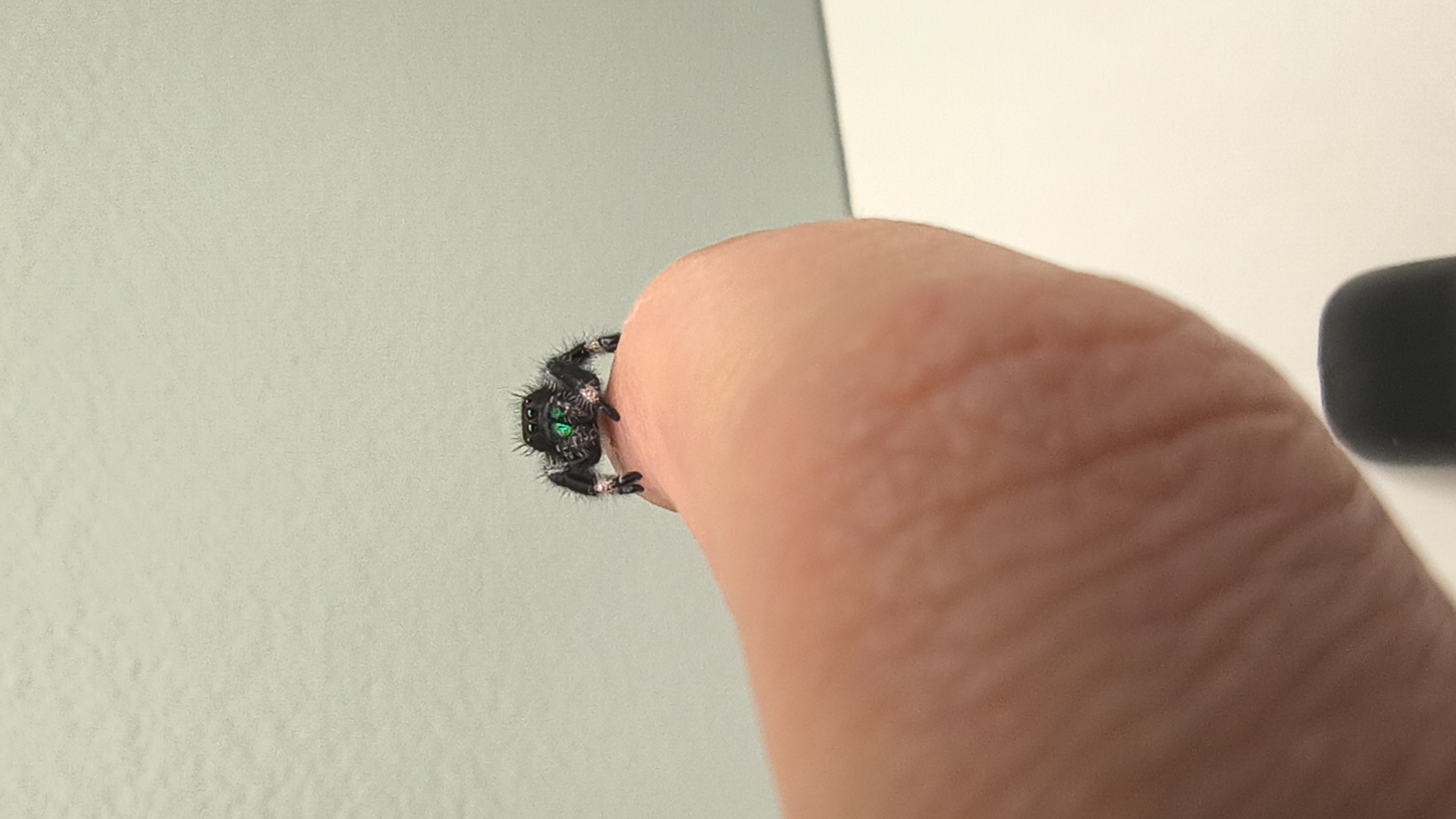 Brue, a regal jumping spider