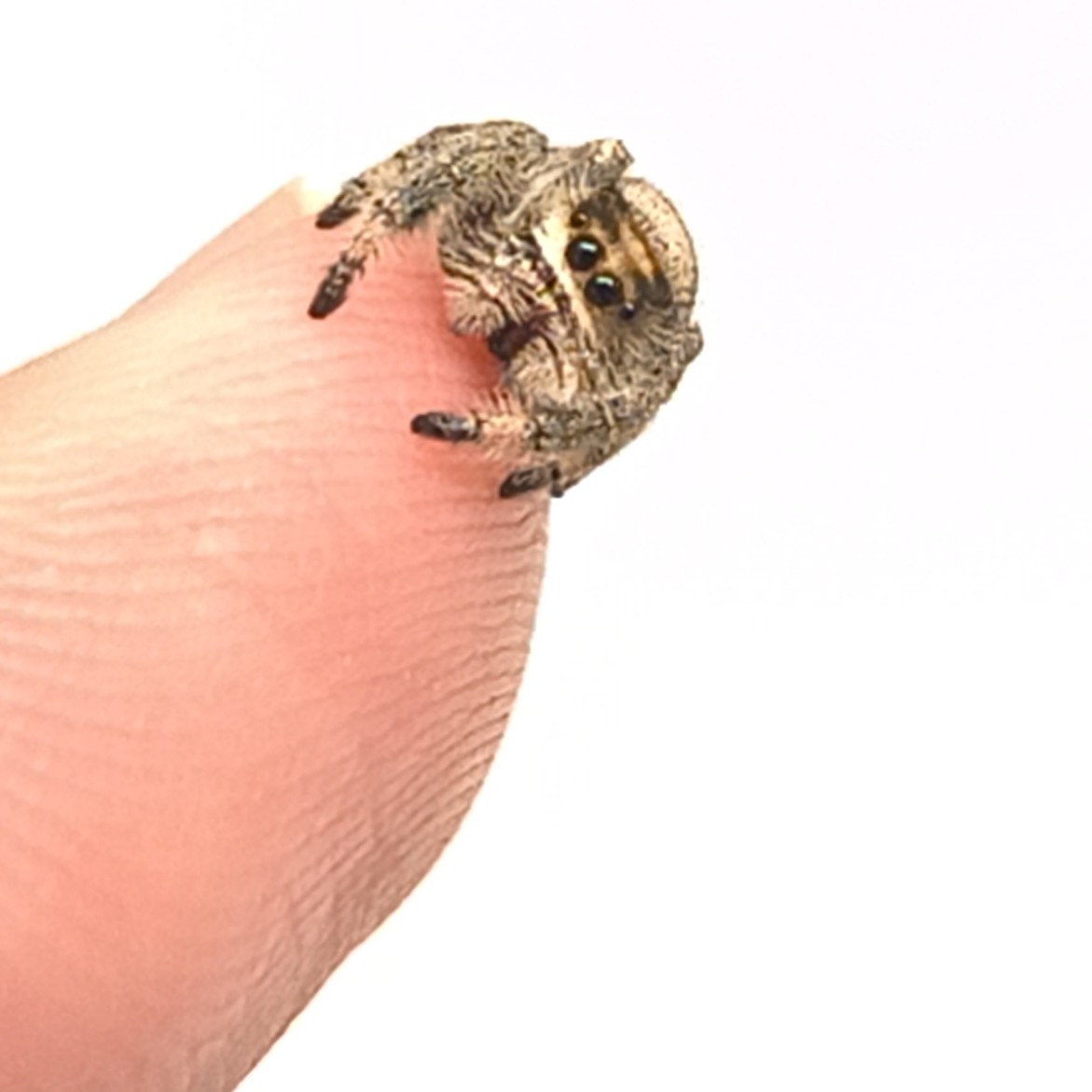 Dink, a regal jumping spider