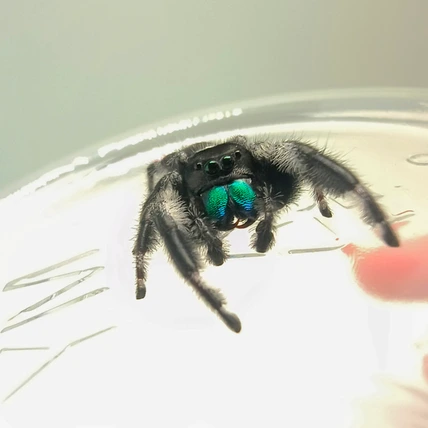 Regal jumping spider Sammy, male