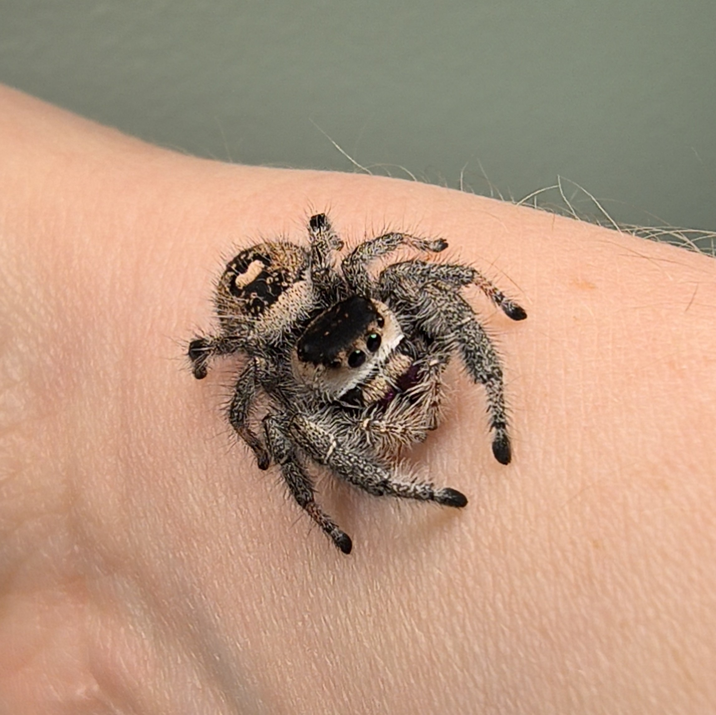 Regal jumping spider Sonnet, female