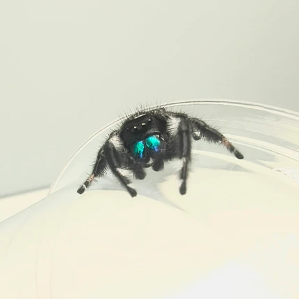 Regal jumping spider Bose, male