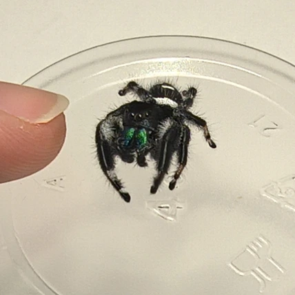 Regal jumping spider Groudon, male