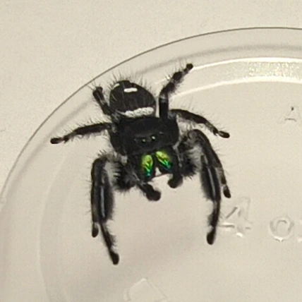 Regal jumping spider Grock, male